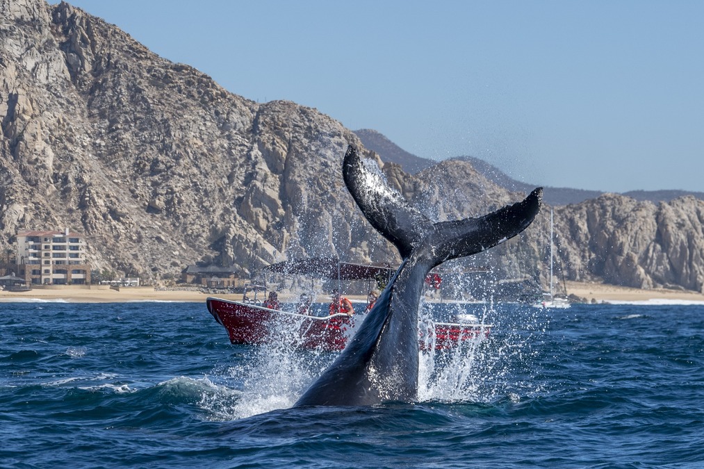 humpback whale watching near Lover's Beach in Cabo San Lucas