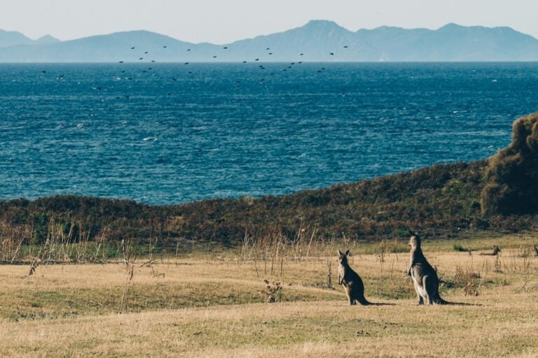 Kangaroos overlook a scenic view in Kangaroo Island