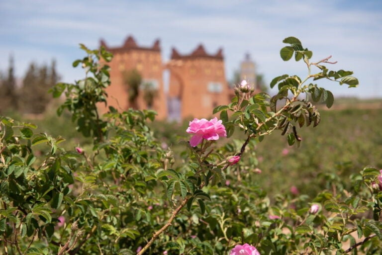 Kelaat M'Gouna roses