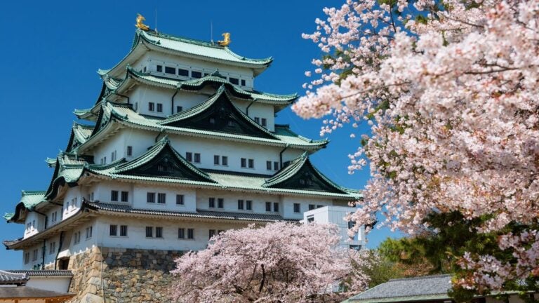 Nagoya castle hidden behind blooming cheery blossoms