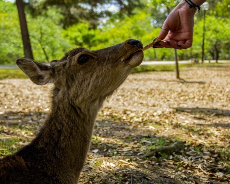 An adorable, fuzzy deer nibbling on a treat in Nara park in Nara, Japan 
