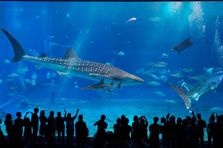 Marine life casually swims by in a giant fish tank at Churami museum, Okinawa Japan 