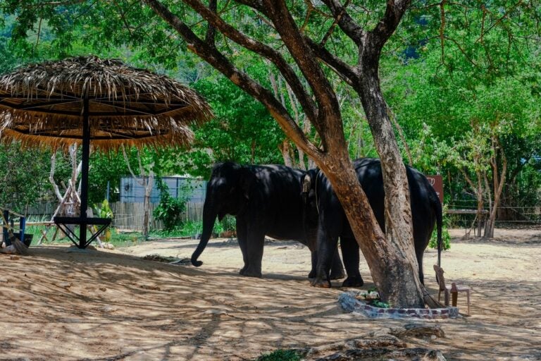 Elephants relax underneath the shade of trees and hatched umbrellas in an elephant sanctuary in Phuket, Thailand