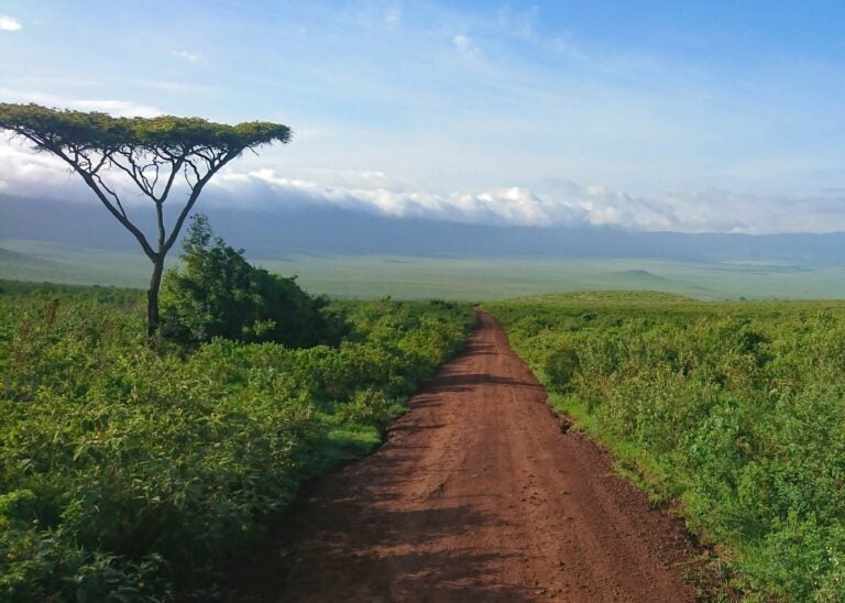 A lush, red dirt road in Tanzania, bordered by green plants and cotton candy clouds in the distance.