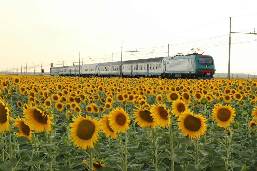 A train crossing a sunflower field in Italy; Source: Pexels