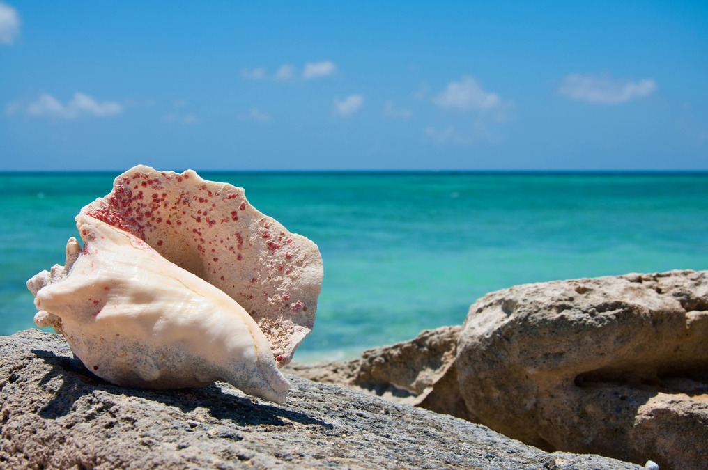 A pristine, ivory sea shell rests on a rock with a blue-water background in the Turks and Caicos