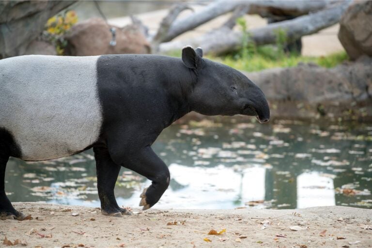 A Tapir at the Denver zoo