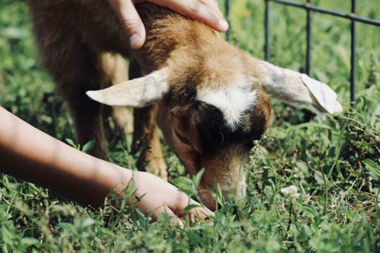 A baby goat in a petting zoo