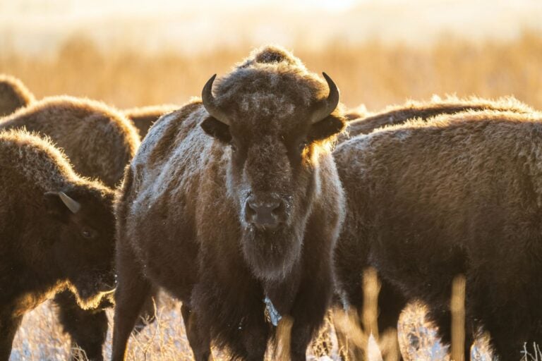 A herd of bison at the Rocky Mountain Arsenal National Wildlife Refuge
