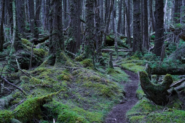 Ground-level daytime shot of the forests of Haida Gwaii.