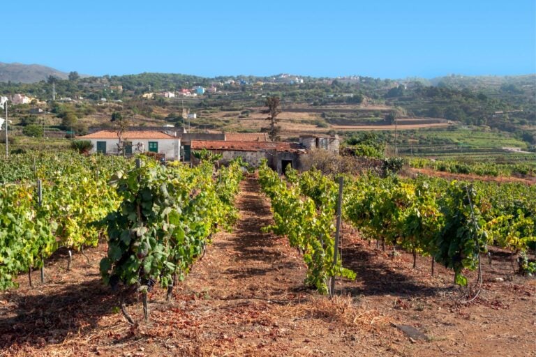 Vineyards of Tenerife with mountains and houses in the background.