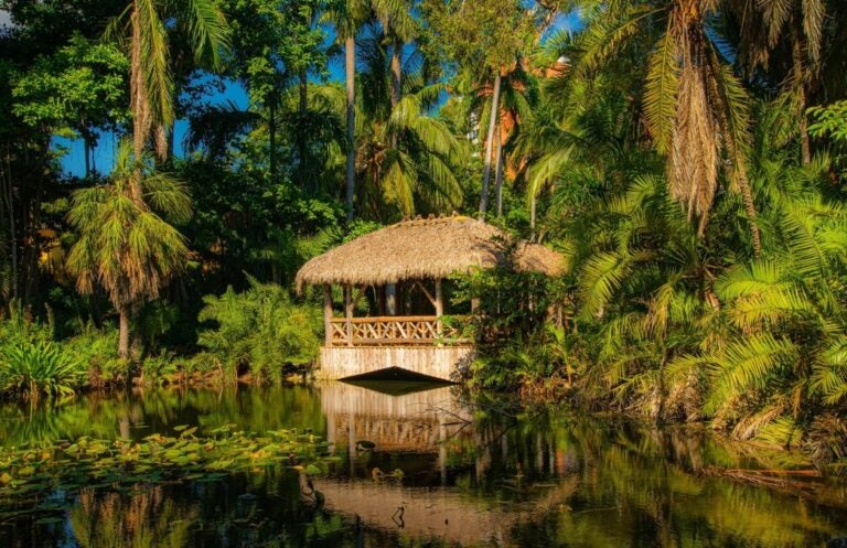 A tropical scene including a thatched hut and a pedestrian bridge surrounded by green foliage, palm trees and a lily pond 