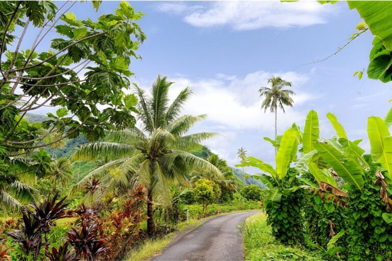 The palm-tree-lined roads of Tahiti, French Polynesia.