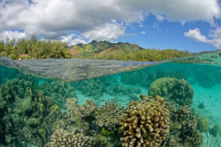 Partial underwater of the Lagoons of Moorea, French Polynesia with coral  and mountains in the background.