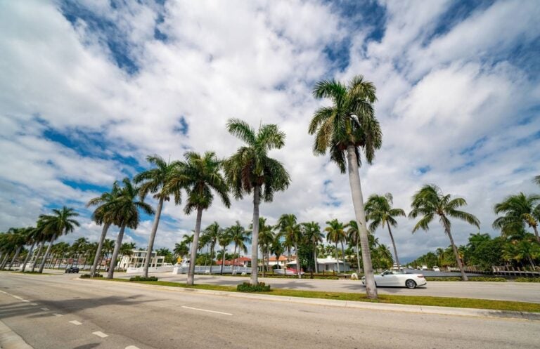 Rows of tall palm trees line Las Olas Boulevard's streets 