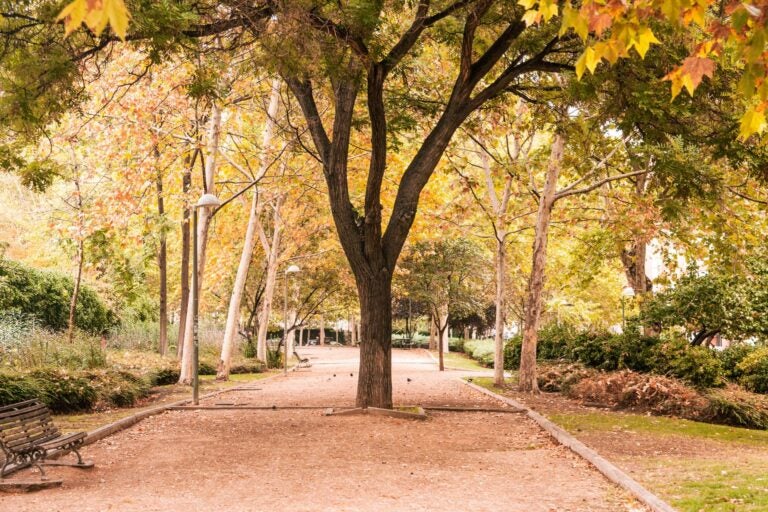 Day shot of a park and park bench in fall in Madrid.