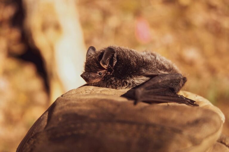 A black bat sits on a brown stone.