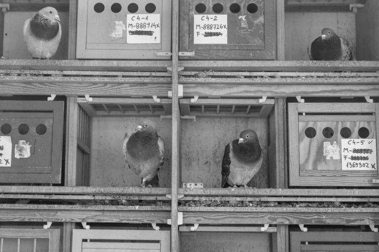 Carrier pigeons in their small compartments 