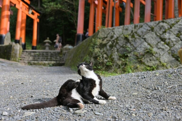 a black and white cat on gravel scratching its neck 
