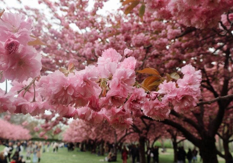 pink hues of cherry blossoms in Brooklyn botanic garden