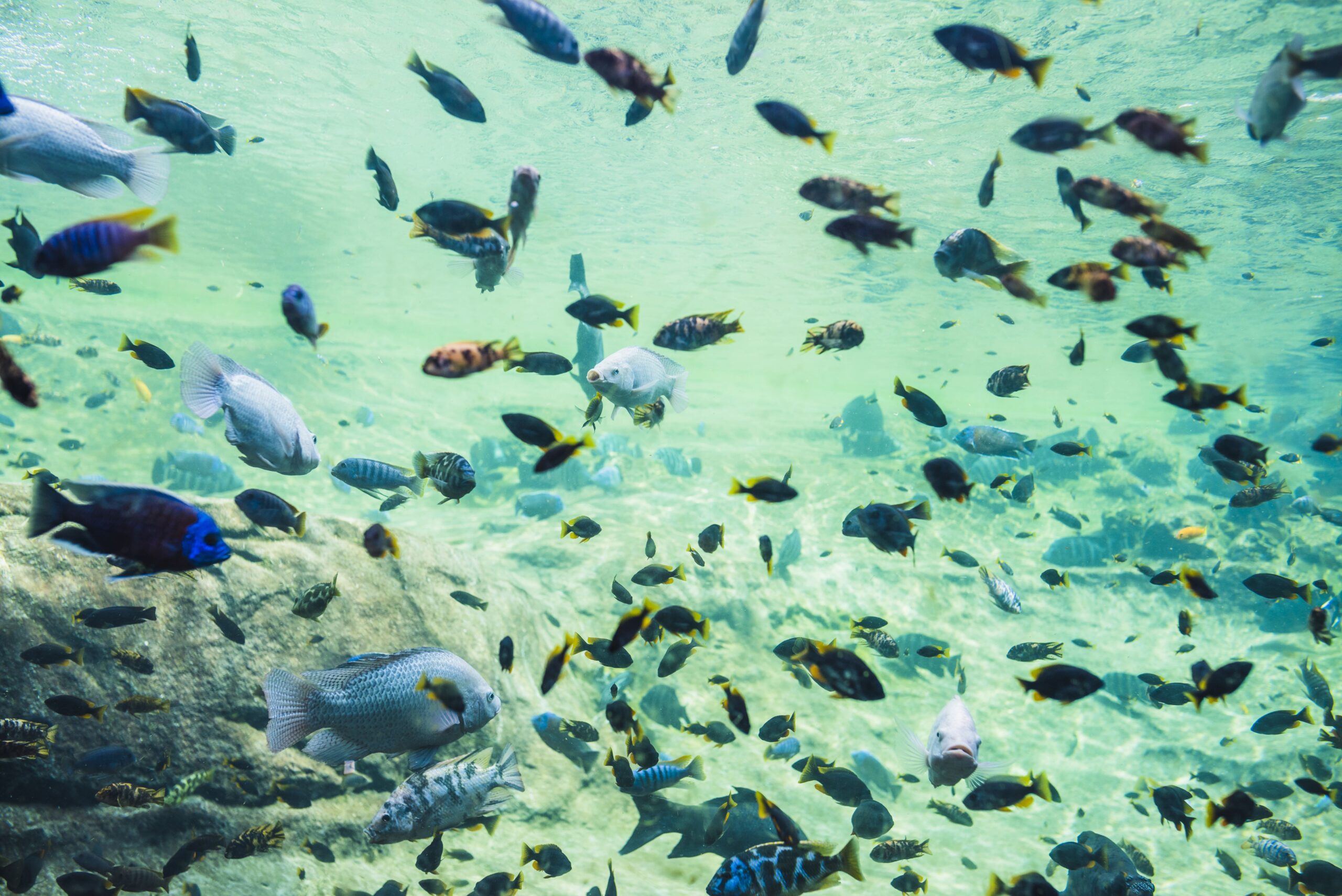 Fish swimming around in a big aquarium tank.