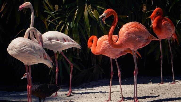 Flamingo Gardens