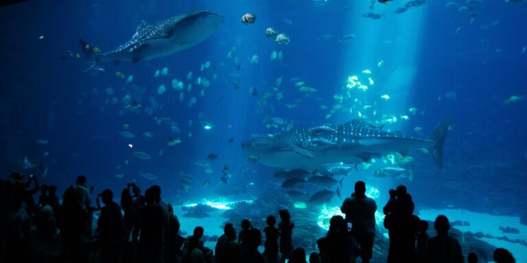 visitors marvel at the whale sharks in a large tank at the georgia aquarium