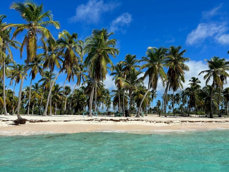 The Isla Saona shoreline with white sands and tall palm trees.