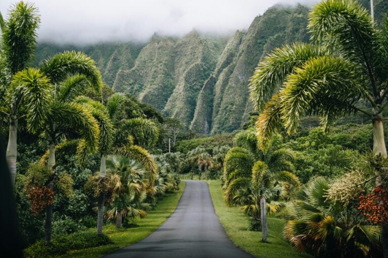 Lush green foliage surrounds a smooth concrete road in Hawaii