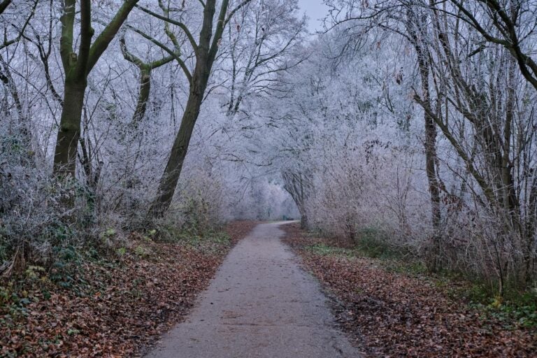 A pathway through the winter trees.