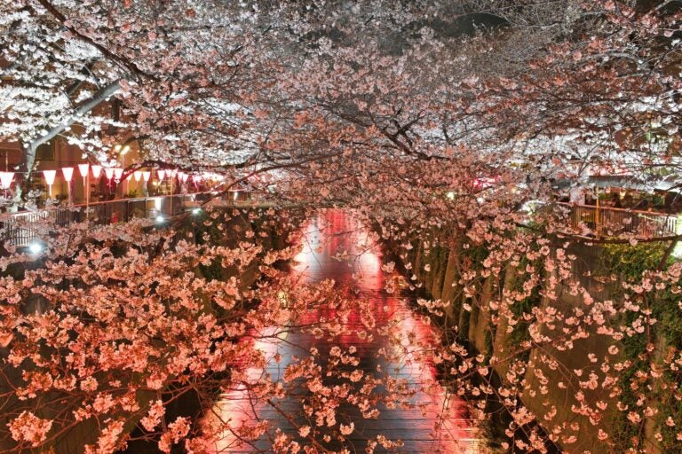 The beautiful pink flowers that are on display in Ueno Park.