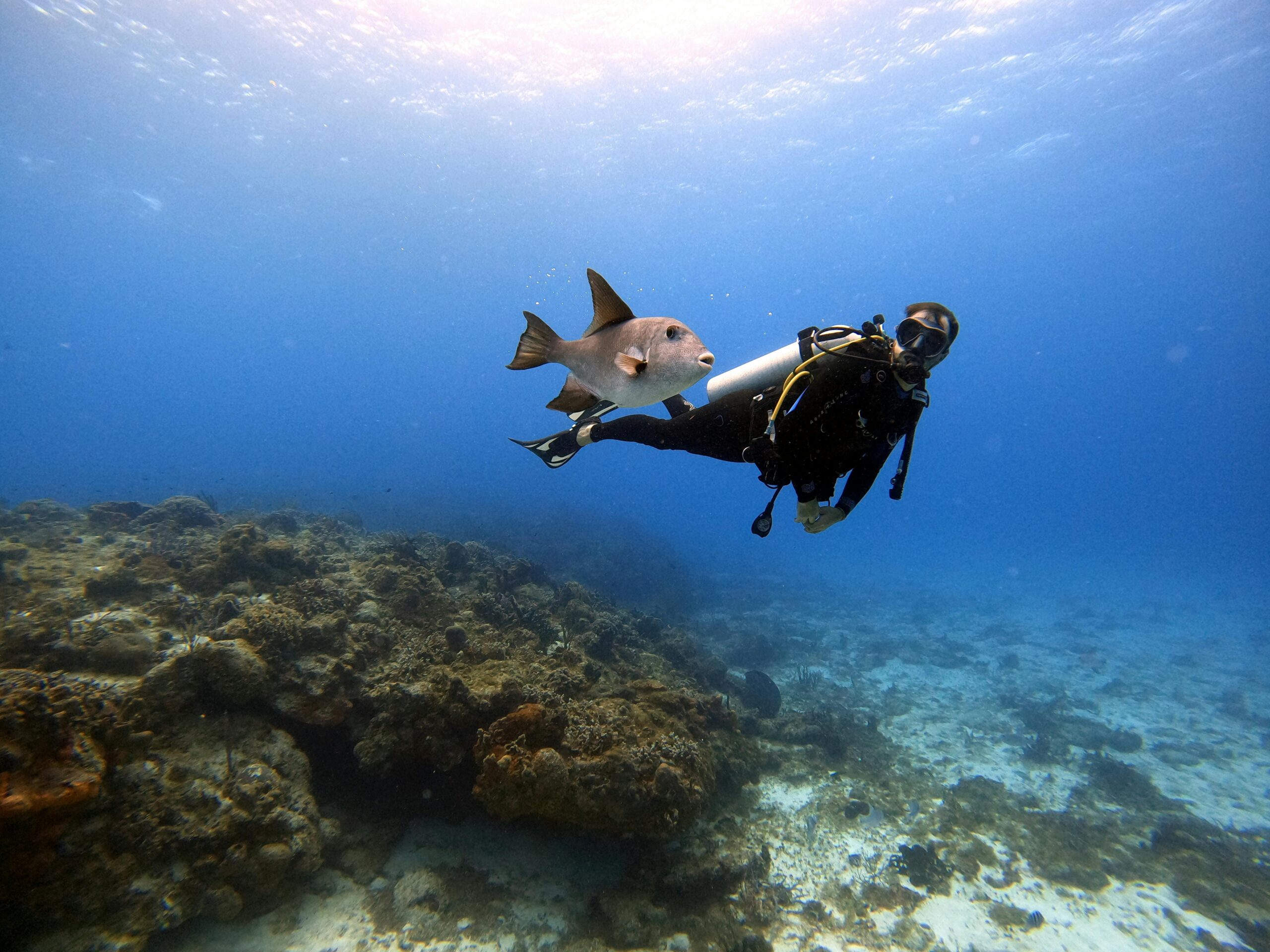 A person scuba diving next to a fish with a big fin. There's a small reef in the background.