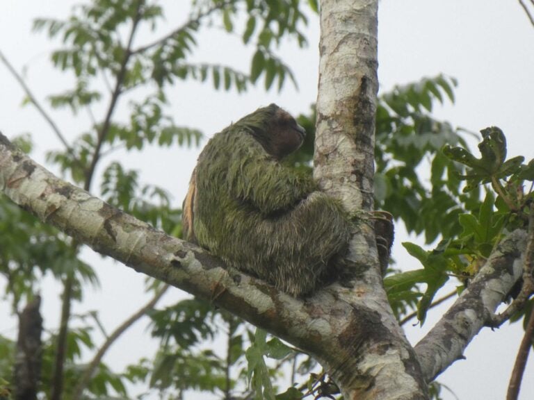 sloth from the costa rican jungle