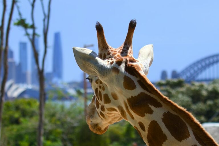 A giraffe at Taronga Zoo with Sydney’s iconic Opera House and Harbour Bridge in the background. 