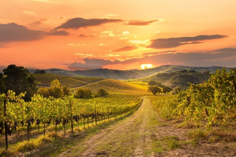 sunset at vineyards located in the tuscan countryside
