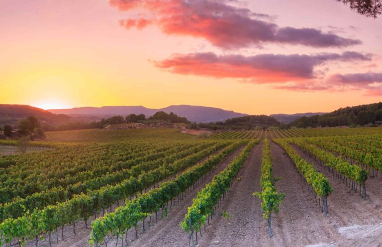 Vineyard in Penedes