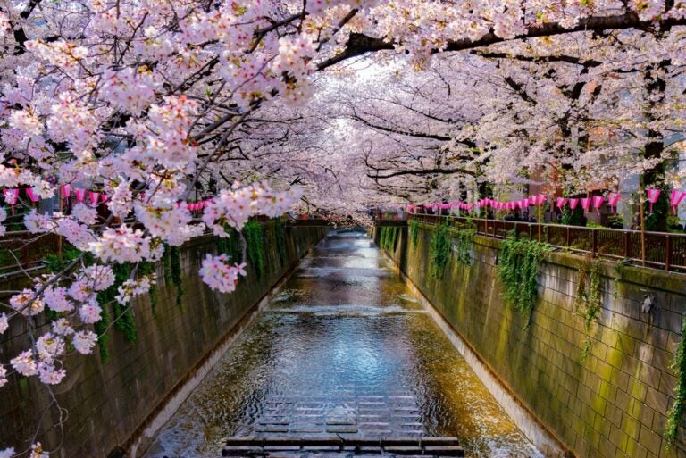 Cherry blossoms Japan