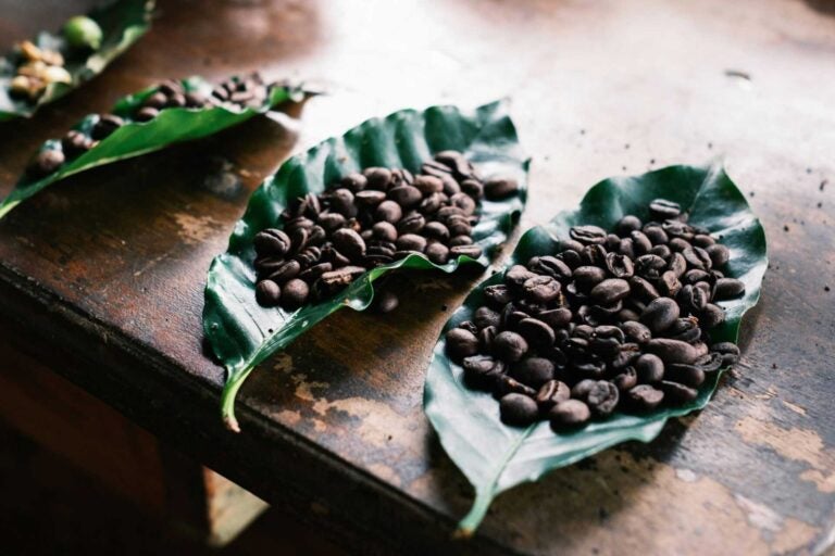 Coffee beans on leafs