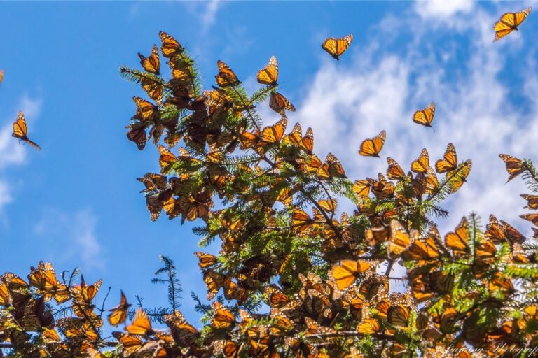 Monarch butterflies landing on a pine tree.
