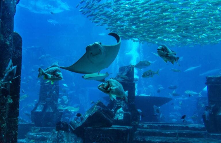 A sting ray, among other fish, in a blue-lit massive aquarium tank in an aquarium in dubai