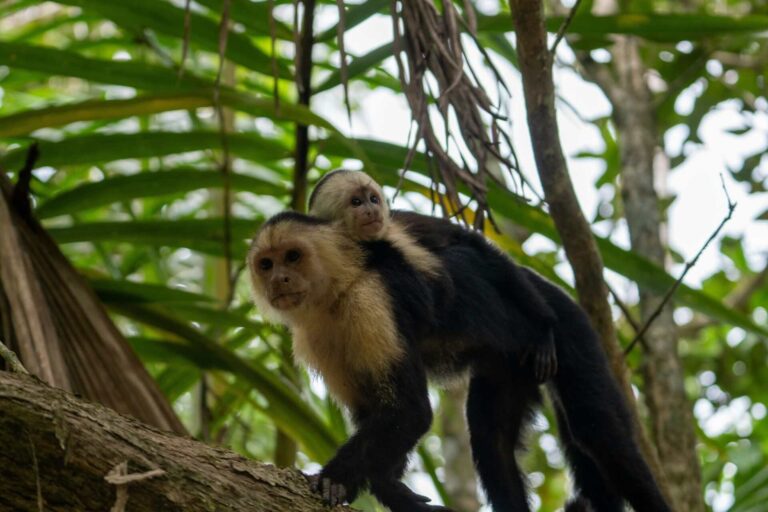 Monkeys in Cahuita National Park