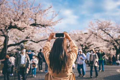 review-sakura-mobile