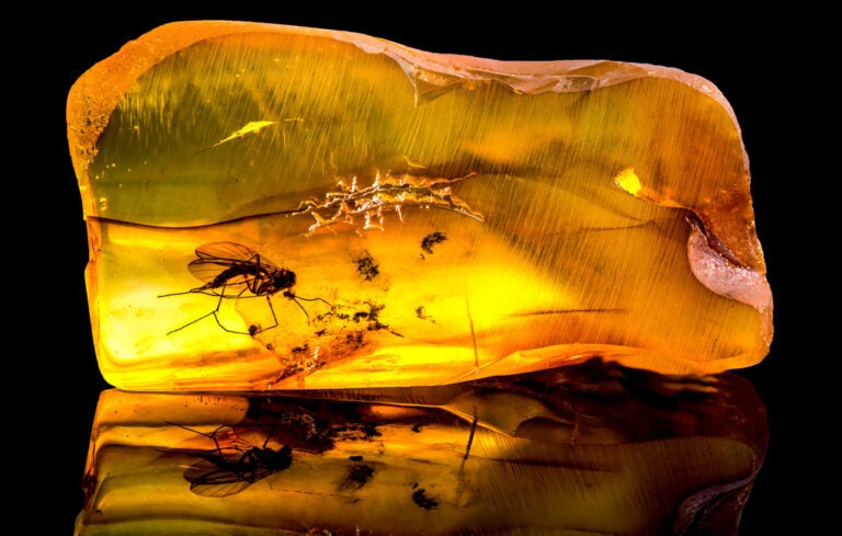 A fossilized mosquito trapped in bright yellow amber