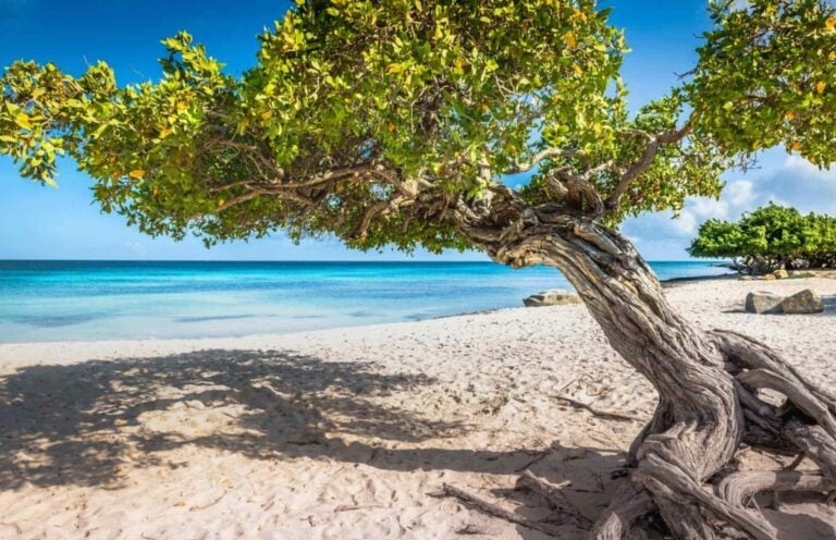 A light-green leaved tree with its trunk extending towards the turquoise-blue waters on Eagle Beach