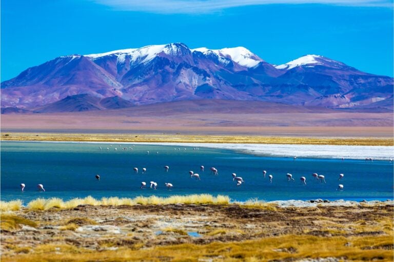 Pelicans walking in a lake surrounded by an ice-capped volcano and desert, Atacama Desert, Chile.
