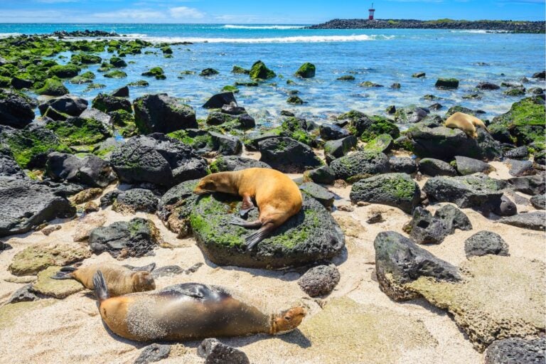 Sea lions resting atop rocks on the shoreline of the Galapagos Islands, Ecuador.