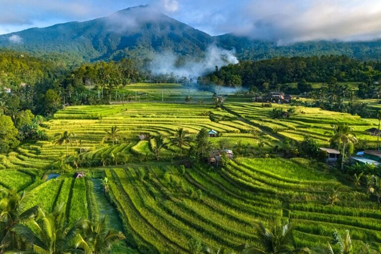 Lush rice fields and palm trees with small houses, Indonesia.