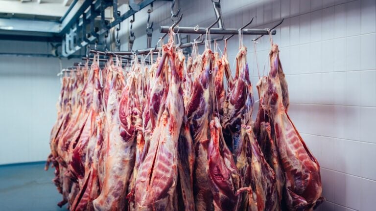 beef carcasses hanging from hooks