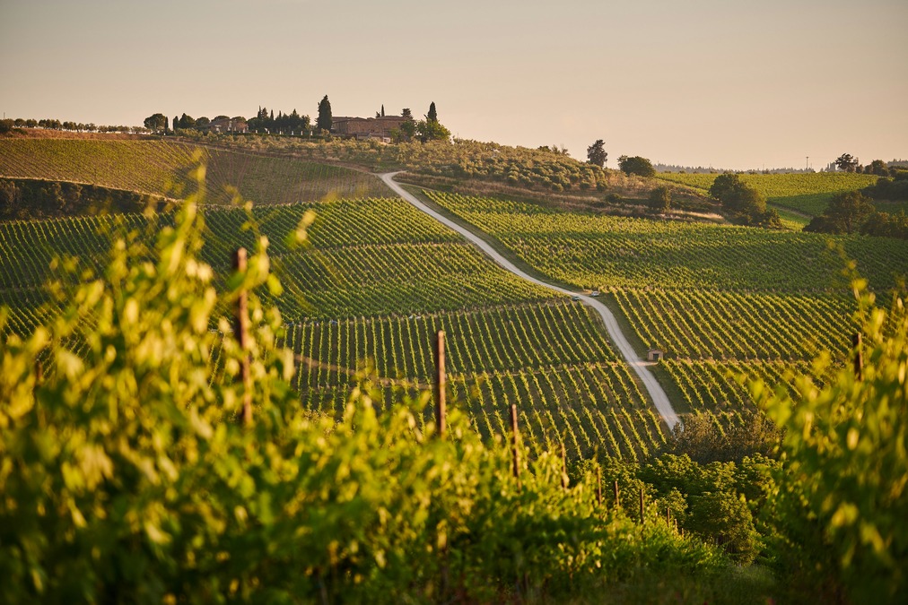 rows of green vineyards bathed in golden hour sunlight