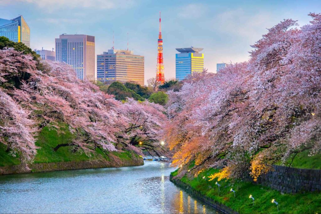 ueno park during the cherry blossom season